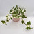 Epipremnum Aureum Njoy
