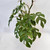 Philodendron Minima