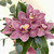 Orchids | Hat Box 