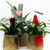 Bromeliad Plant