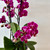 Elegant Phalaenopsis Orchid Gift in Ceramic Pot – Dunedin Florist