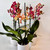 Elegant Phalaenopsis Orchid Gift in Ceramic Pot – Dunedin Florist