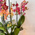 Elegant Phalaenopsis Orchid Gift in Ceramic Pot – Dunedin Florist