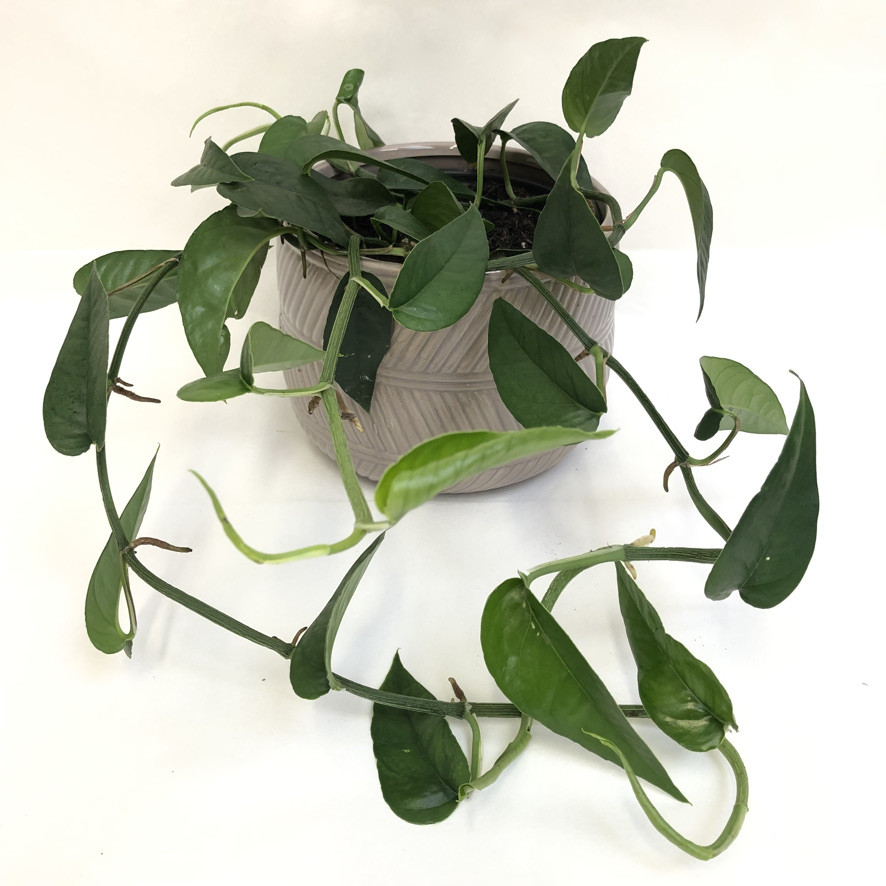 Florist Dunedin, Online Flower Shop, Flower Delivery NZ