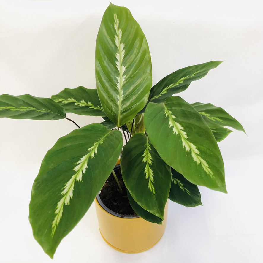 Florist Dunedin, Online Flower Shop, Flower Delivery NZ