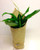 Flax wrapped peace lily plant