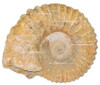 Moroccan Ammonite - HD082