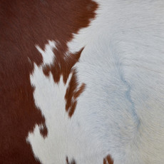 Cowhide Rug MAR23-037 (230cm x 200cm)