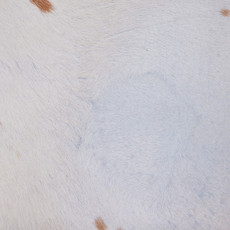 Cowhide Rug JULY23-146 (220cm x 220cm)