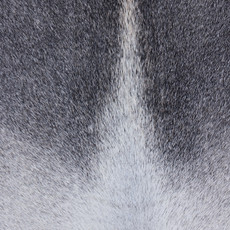 Cowhide Rug MAR24-012 (250cm x 200cm)