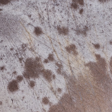 Cowhide Rug JAN25-010 (230cm x 205cm)