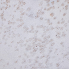 Cowhide Rug JAN25-021 (225cm x 210cm)