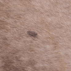 Cowhide Rug FEB25-009 (260cm x 220cm)