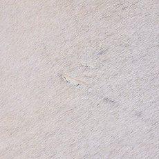 Cowhide Rug OCT25-012 (210cm x 190cm)