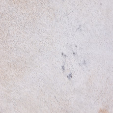 Cowhide Rug OCT25-098 (190cm x 160cm)