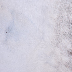 Cowhide Rug FEB26-016 (230cm x 200cm)