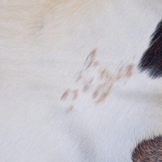 Cowhide Rug FEB26-046 (210cm x 210cm)