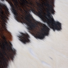 Cowhide Rug FEB26-056 (210cm x 190cm)