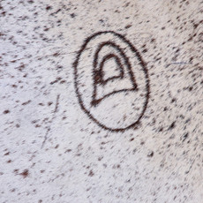 Cowhide Rug FEB26-060 (190cm x 180cm)