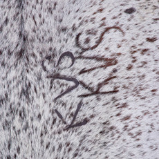 Cowhide Rug FEB26-060 (190cm x 180cm)