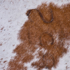 Cowhide Rug FEB26-064 (200cm x 180cm)