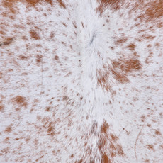 Cowhide Rug FEB26-064 (200cm x 180cm)