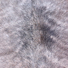 Cowhide Rug AUG26-012 (240cm x 210cm)