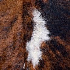 Cowhide Rug AUG26-020 (200cm x 190cm)