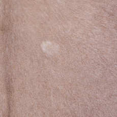 Cowhide Rug AUG26-041 (250cm x 220cm)