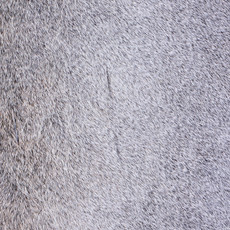 Cowhide Rug AUG26-072 (230cm x 170cm)