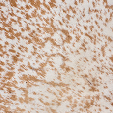 Spotted Fawn And White Cowhide Rug NOV26-196 (210cm x 150cm)