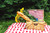 Picnic Basket Gingham Lined with Folding Handles Picnic Basket Gingham Lined with Folding Handles