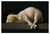 Agnus Dei by Francisco Zurbarán Print