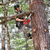 18V 12\" 305MM TOP HANDLE CHAINSAW - TOOL ONLY