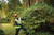 18V XR B/LESS POLE HEDGE TRIMMER - TOOL ONLY