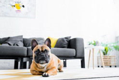 Best Small Dog Breeds for Apartment Living