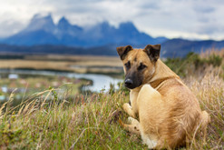 Don’t Forget to Check for Ticks