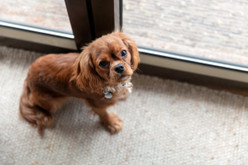 Unleash the Possibilities: Why You Need a Dog Door