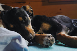 The Stages of Whelping: Tips on making it easier on you, the breeder