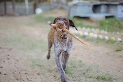 Maintaining Your Pointing Dog's Skills During Hunting Off-Season Maintaining Your Pointing Dog's Skills During Hunting Off-Season