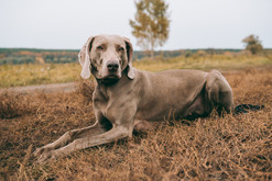 Keeping Your Hunting Dog Active During Off-Season