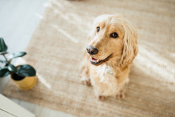 Pet-Safe Spring Cleaning  Pet-Safe Spring Cleaning