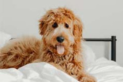 Vet Fleece vs. Traditional Cage Pads