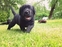 Part 3 of 3: Training Series - Potty Training a New Puppy