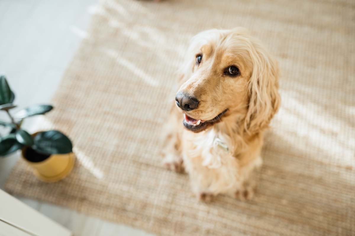 How to Keep Spring Cleaning Safe for Pets