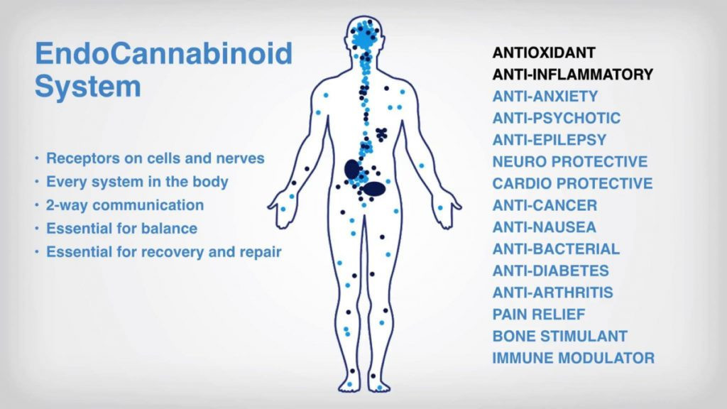CBD Tincture - No THC | Ananda Professional