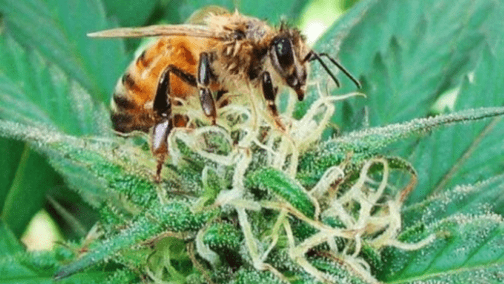 Bees Love Hemp