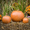 Hand-sculpted decorative cast stone set of three pumpkins.  A vibrant antique stain that endures for many seasons to come. strong durable concrete pumpkins made in the USA. indoor and outdoor fall decor. Pumpkins come in 3 sizes.
Cement Pumpkins, DIY concrete Pumpkins, Set of 3 Stone Pumpkins Stone Pumpkins Athena Garden, Cast stone garden pumpkins, outdoor concrete pumpkins, halloween outdoor decorations, Fall Pumpkin Decor