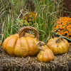 Fall decor hand sculpted Cinderella set of 3 concrete pumpkins.  A vibrant antique stain that endures for many seasons to come. strong durable concrete pumpkins made in the USA. Home and outdoor decor. Pumpkins come in 3 sizes.
DIY Concrete Pumpkins, Pumpkins Cinderella Set of Three Stone Pumpkins, Fall Concrete Decor, Cement pumpkins, 