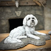 Laying Maltese